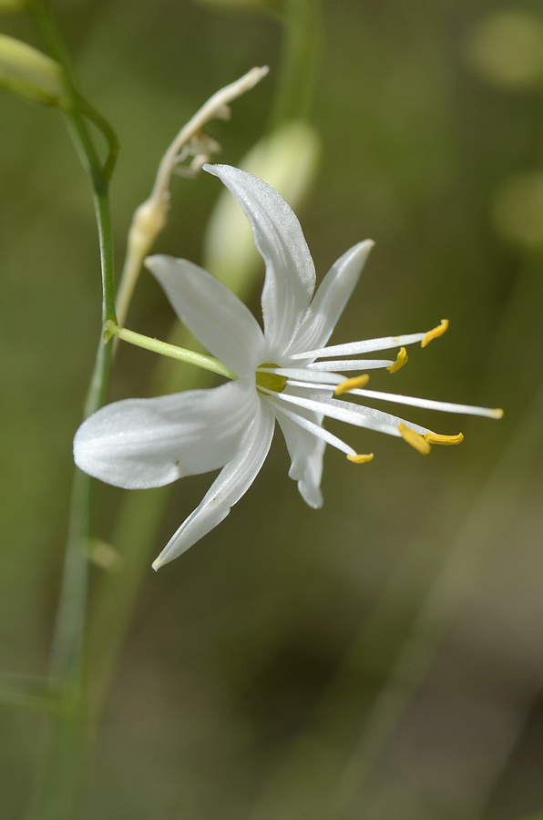 Anthericum ramosum / Lilioasfodelo minore